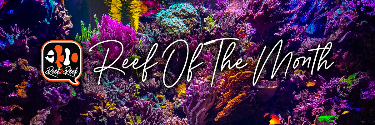 Reef of the month banner.png