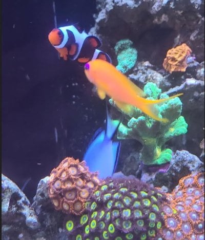 2nd anthias 4.JPG