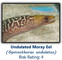 6undulatedmoray copy.png