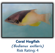 6coralhogfish copy.png