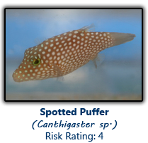 6spottedpuffer copy.png