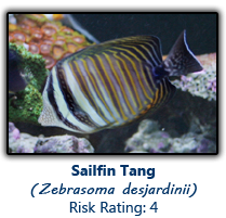 6sailfin copy.png