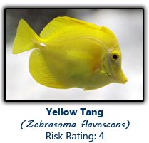 6yellowtang copy.png