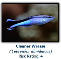 6cleanerwrasse copy.png