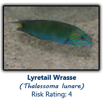 6lyretailwrasse copy.png