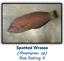 6spottedwrasse copy.png