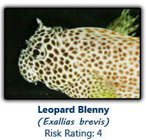 6leopard copy.png