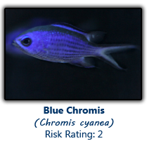 6bluechromis copy.png