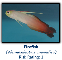 6firefish copy.png