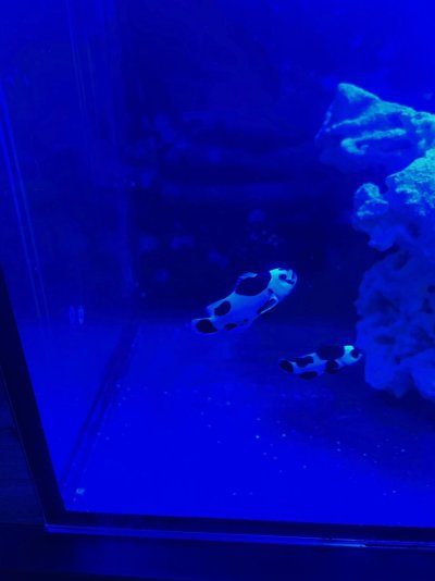 Reef2Reef Nano Tank Build Thread 2.jpg