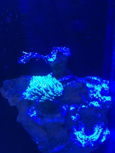 Torch Coral.jpg