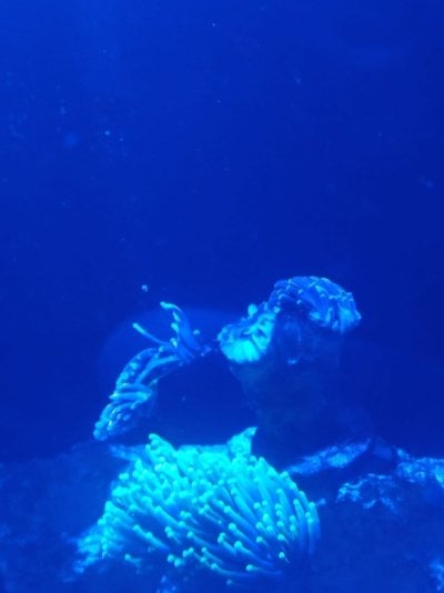 torch coral 2.jpg