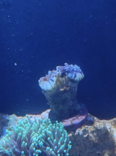 torch coral 4.jpg