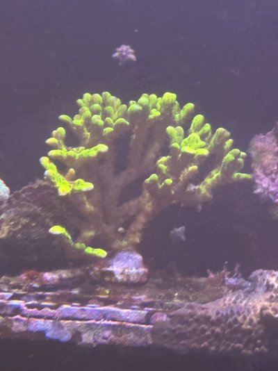 Green Goblin Anacropora.jpg