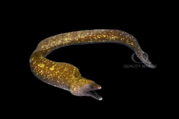 11-8-23-dark-moray.jpg