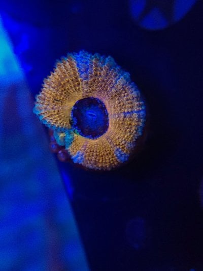 Darkfield Acan.jpg