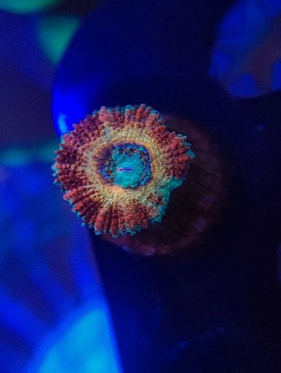 Helix Nebula Acan.jpg