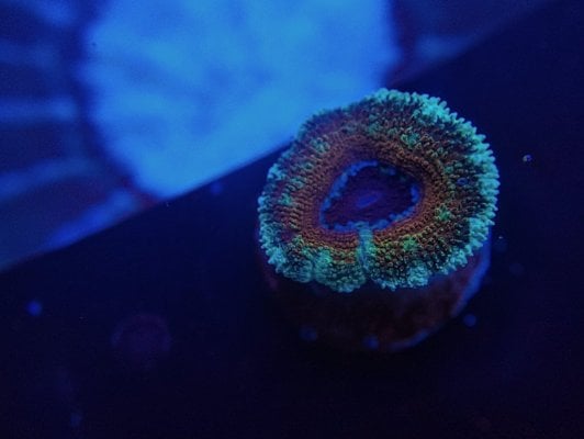 Lunar Eclipse Acan.jpg