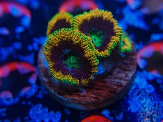 Mardi Gras 5hd Acan.jpg