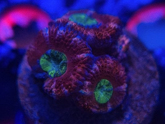 Purple Heart Acan.jpg