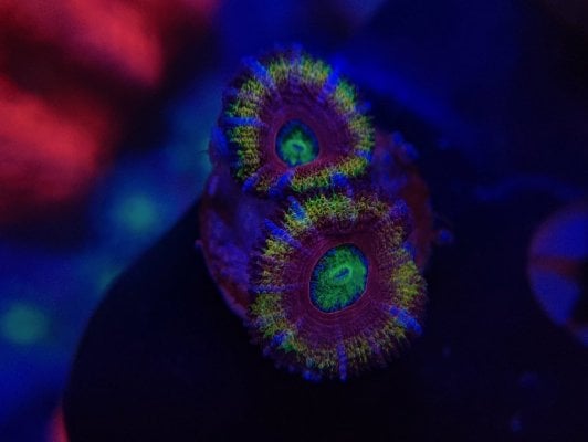 Purple Sticky Punch Acan.jpg