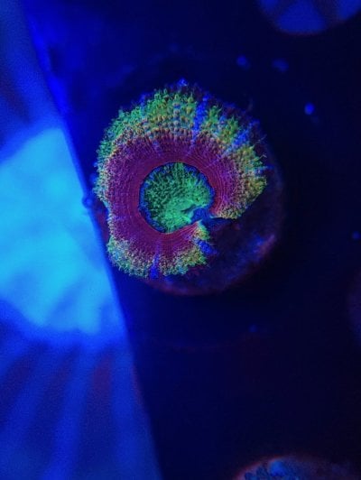 PurpleStickyPunch 1hd Acan.jpg