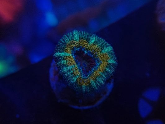 Yoshi's Acan.jpg