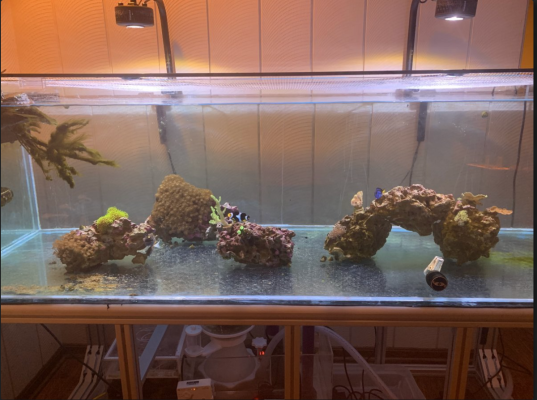 2023-11-21 23_53_59-72x30x18 DIY build thread _ Page 6 _ REEF2REEF Saltwater and Reef Aquarium...png