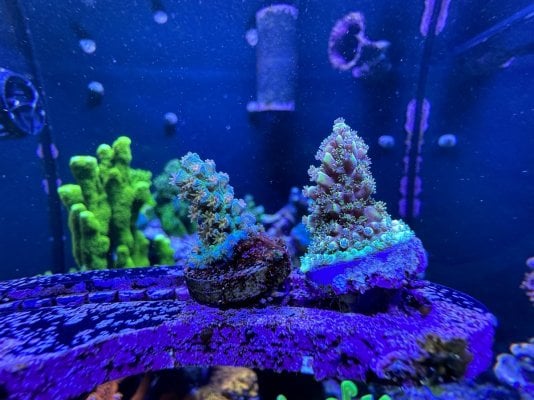 Acropora 1.jpg