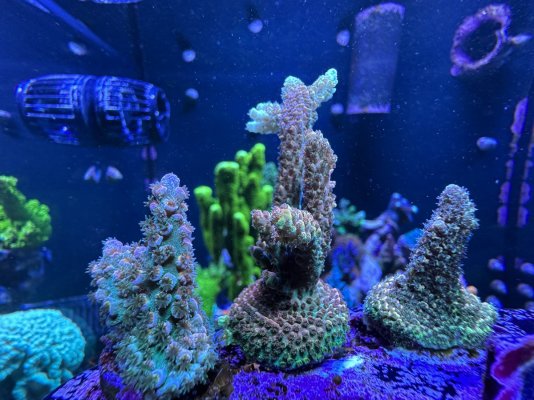 Acropora 2.jpg