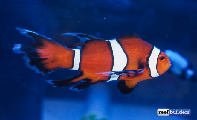 longfin-clownfish-sustainable-aquatics-9.jpg