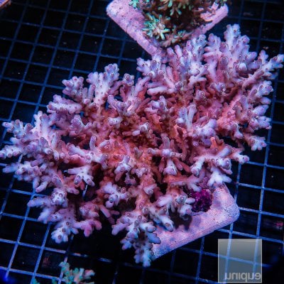 JC-P Deepwater Acropora Colony 799 600.JPG