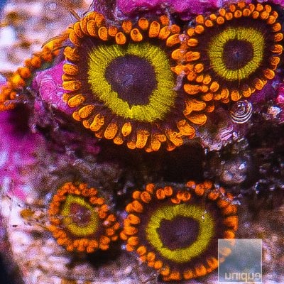 JC-UC Fruit Loop Zoanthid 49 22.JPG