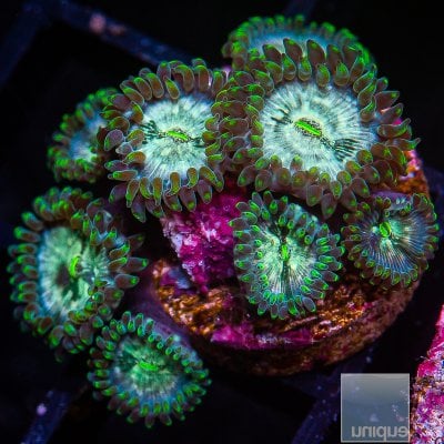 JC-Hawaiian People Eater Zoanthid 69 36.JPG