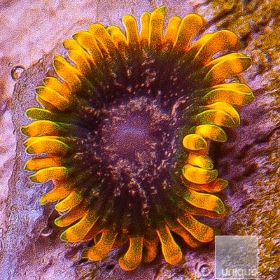 jc-Stiggy Marley Zoanthid 39 18.JPG