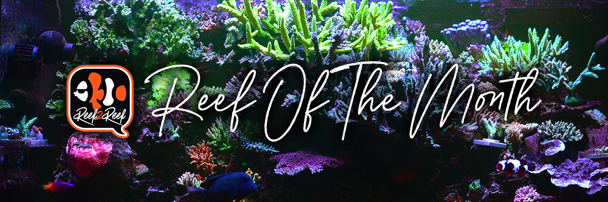 Reef of the month banner.png