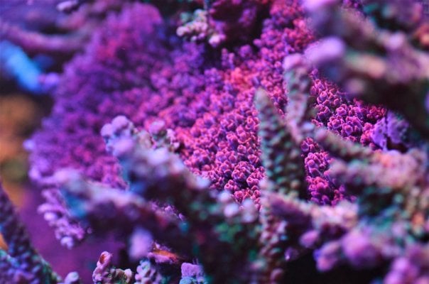 corals1.jpg