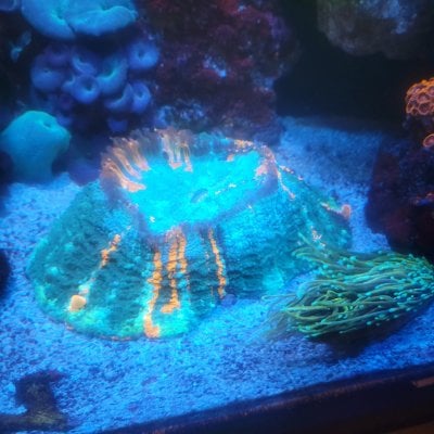 Acan.jpg