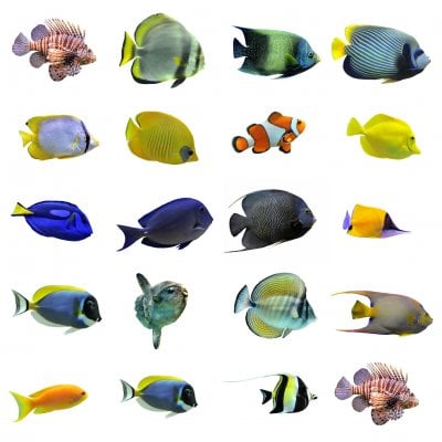 group-of-fishes-000015974089_Medium.jpg