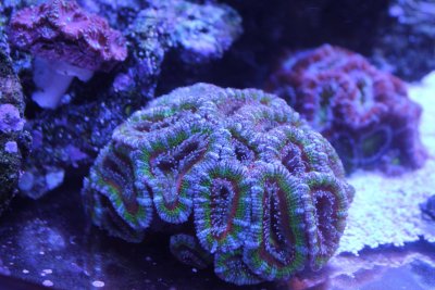 acan.colony.jpg