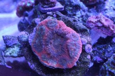 acan.plate.jpg