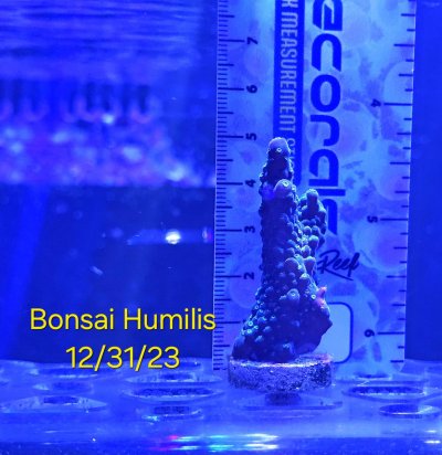 December bonsai.jpg