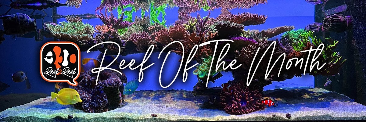 Reef of the month banner.jpg