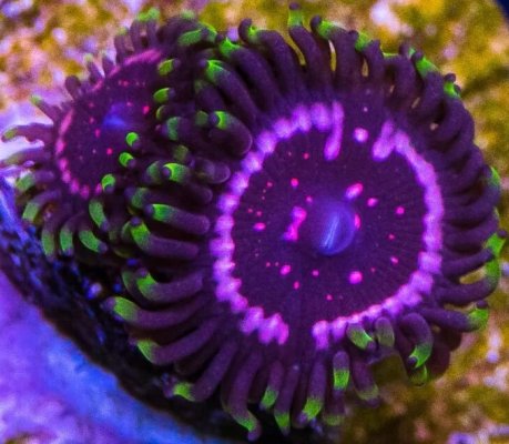 WWC Tasers Zoanthids.jpg