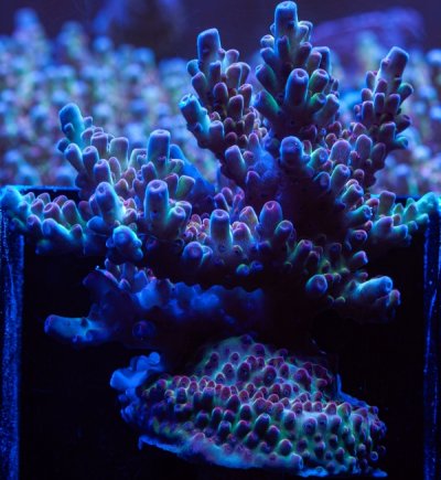 Vivid's Rainbow Delight Acropora Large Chunk #1.jpg