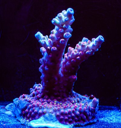 Vivid's Rainbow Delight Acropora Small  Chunk #3.jpg