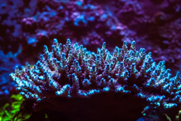 Vivid's Rainbow Delight Acropora Colony.jpg