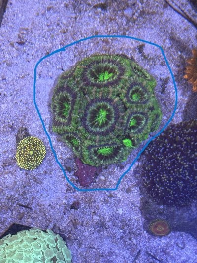 1. 10+ headed aussie holk lord acan coral.jpg