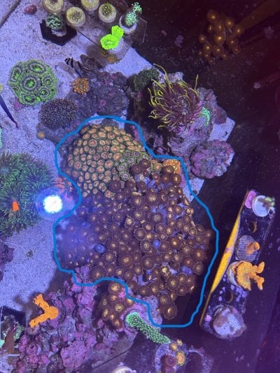 1a. Massive zoa garden.jpg