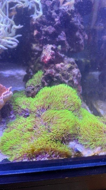 Green Star Polyps.jpg